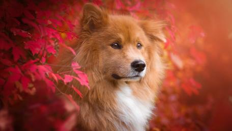 Autumn Canine Beauty Inspiration wallpaper
