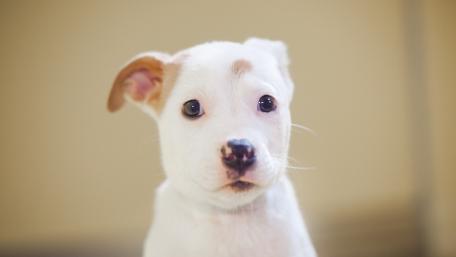 Adorable Puppy with Innocent Eyes wallpaper