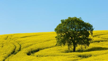 Solitary Tree in Vibrant Yellow Field wallpaper