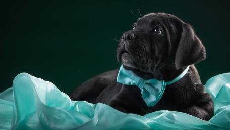 Elegant Black Puppy in a Turquoise Setting wallpaper
