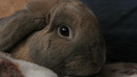 Charming Close-Up of a Bunny Face wallpaper