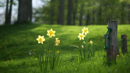 Blooming Daffodils in a Lush Green Meadow wallpaper