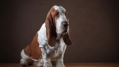 Charming Basset Hound in Studio Setting wallpaper