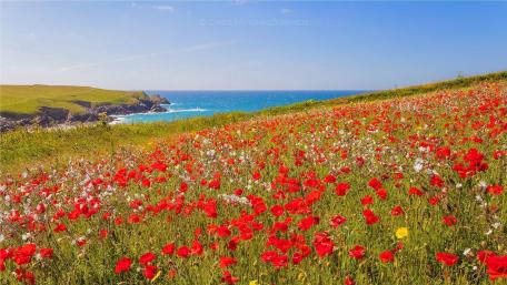 Vibrant Coastal Meadow with Poppies and Blue Ocean wallpaper