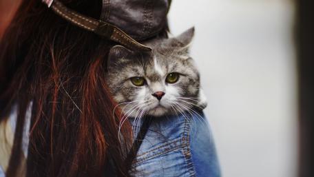 Cozy Companionship Between Cat and Owner wallpaper
