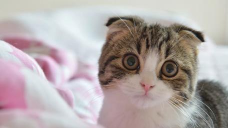 Cute Kitten with Big Eyes in Cozy Setting wallpaper