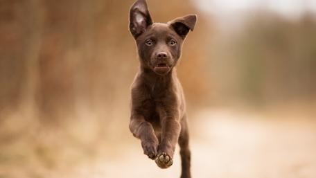 Playful Puppy Running Through Nature wallpaper