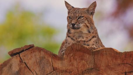 Majestic Lynx Perched Elegantly on a Log wallpaper