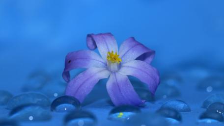 Delicate Purple Flower with Raindrops Reflecting Light wallpaper