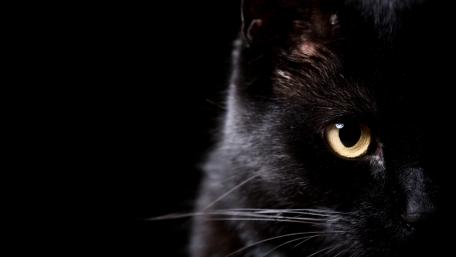 Mysterious Black Cat in Shadows wallpaper