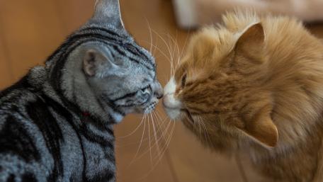 Adorable Cats Sharing a Moment Together wallpaper