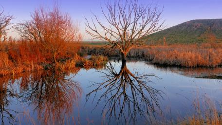 Serene Tree Reflection in Tranquil Waters wallpaper