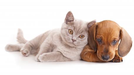 Adorable Cat and Dog Companionship Wallpaper wallpaper