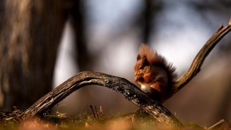 Charming Squirrel Enjoying a Snack in Nature wallpaper