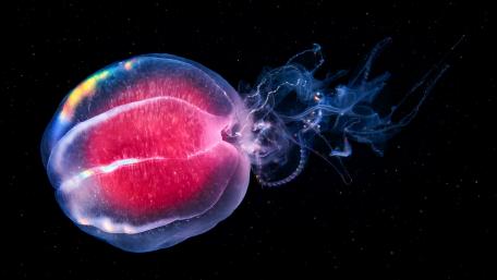 Mystical Jellyfish Floating in Darkness wallpaper