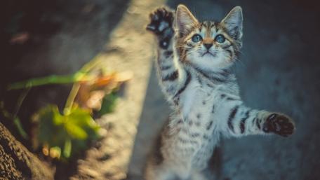 Playful Kitten Reaching for Adventure wallpaper