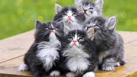 Adorable Kittens Curled Together in a Sunny Field wallpaper