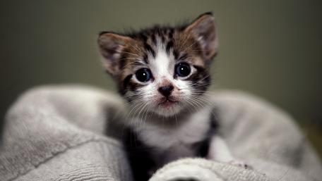 Adorable Kitten Wrapped in Soft Blanket wallpaper
