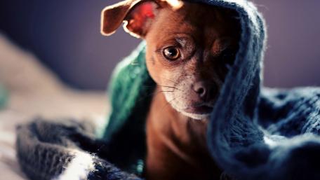 Adorable Puppy Wrapped in a Cozy Blanket wallpaper