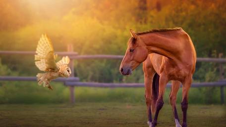 Majestic Encounter of Horse and Owl wallpaper