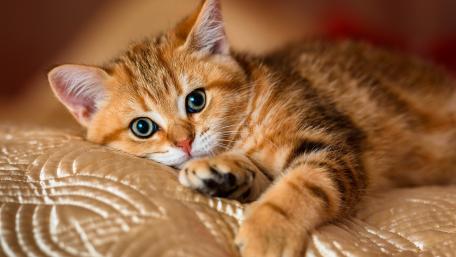 Adorable Ginger Kitten Relaxing on Soft Bedding wallpaper