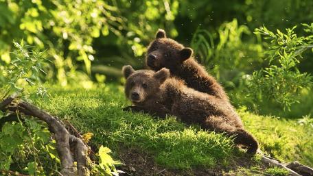 Adorable Bear Cubs Playfully Snuggling Together Amidst Nature's Beauty wallpaper