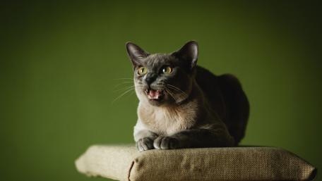 Vibrant Cat Portrait on a Green Background wallpaper
