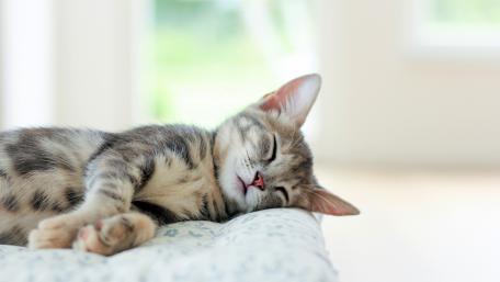 Cozy Cat Nap on a Sunlit Day wallpaper
