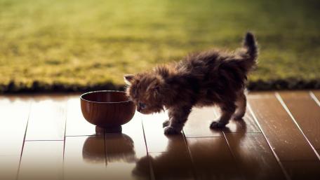 Curious Kitten Exploring Its Bowl wallpaper