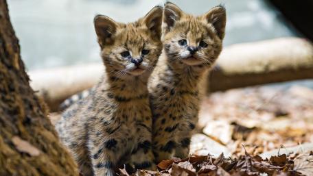 Playful Serval Kittens Play in Nature's Embrace wallpaper
