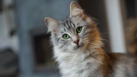 Majestic Cat with Striking Green Eyes wallpaper