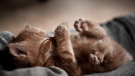 Adorable Sleeping Kitten Wallpaper wallpaper