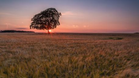 Solitary Tree at Sunset in Golden Field wallpaper