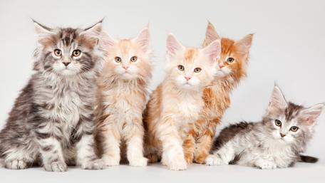 Adorable Kittens in a Charming Lineup wallpaper
