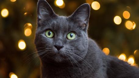 Charming Gray Cat with Glowing Background wallpaper