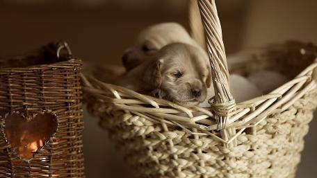 Adorable Puppies Nestled in a Basket wallpaper