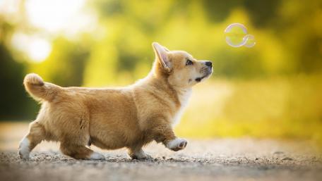 Corgi Puppy Chasing Bubbles Blissfully Outdoors wallpaper