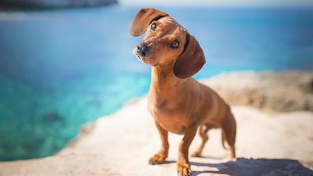 Charming Dachshund Against a Scenic Background wallpaper