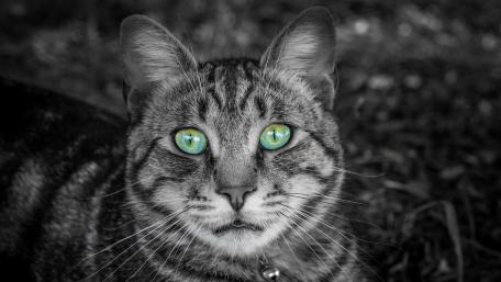 Striking Tabby with Vibrant Eyes wallpaper