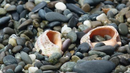 Seashells Among Smooth Stones in Nature’s Beauty wallpaper