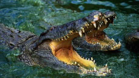 Majestic Crocodiles in Their Natural Habitat wallpaper