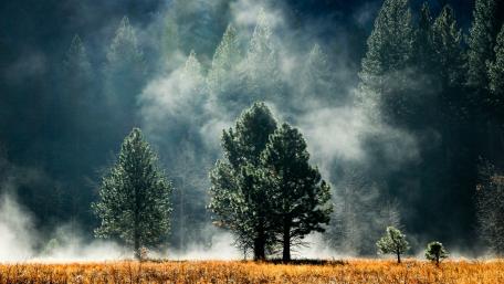 Misty Forest Awakening wallpaper