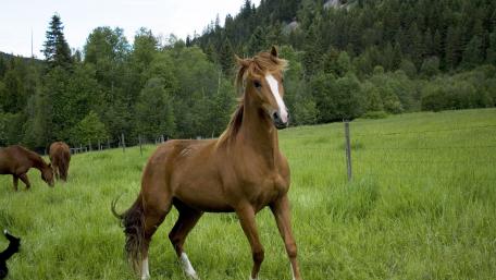 Majestic Horse in Lush Meadow Scene wallpaper