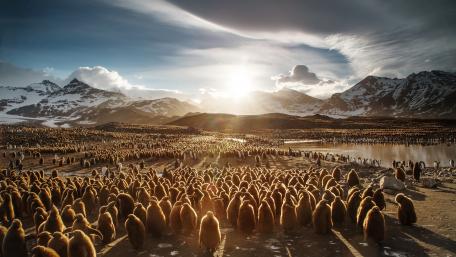 Majestic Penguins in Sunrise Glow wallpaper