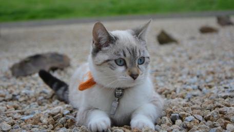 Charming Cat in Nature's Embrace wallpaper