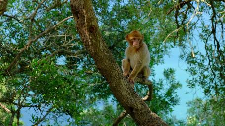 Playful Monkey Perched on a Branch in Nature’s Embrace wallpaper