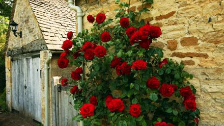 Red Roses Embracing a Rustic Wall wallpaper
