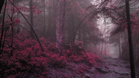 Enchanted Misty Forest Scene wallpaper