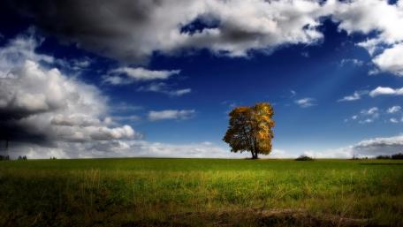Solitary Elegance in Nature wallpaper