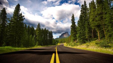 Serene Road Through Majestic Pine Forests wallpaper